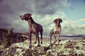 Картинка животные собаки две