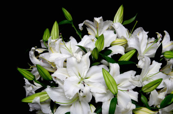 Картинка цветы лилии +лилейники белый