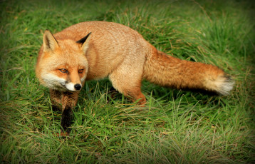Картинка животные лисы лисичка трава луг