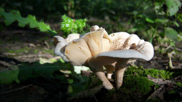 Картинка природа грибы бревно пара грибов