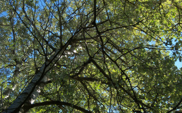 Картинка природа деревья листья ветви