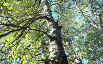 Картинка природа деревья листья ветви ствол