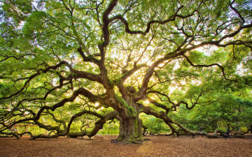 Картинка природа деревья крона ветки солнце свет дуб