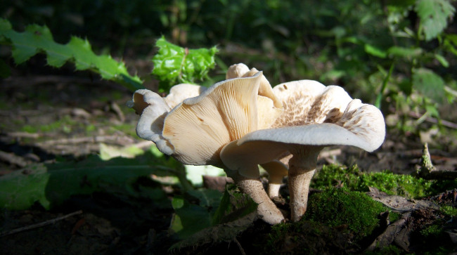 Обои картинки фото природа, грибы, бревно, пара, грибов