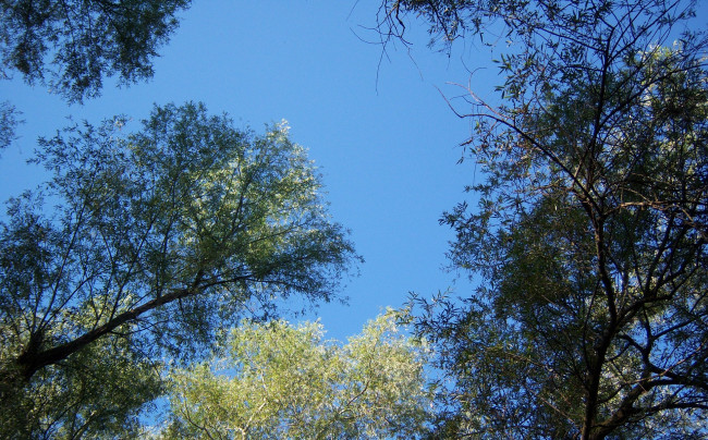 Обои картинки фото природа, деревья, небо, ветви, листья