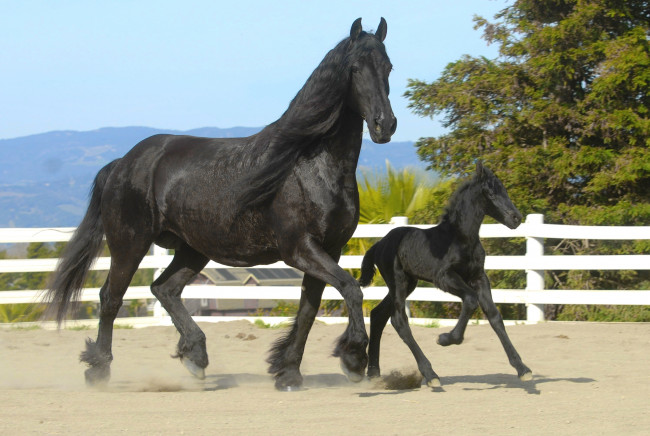 Обои картинки фото с новым 2014 годом, животные, лошади, мама, малыш