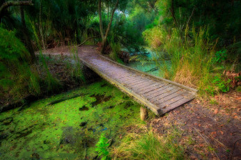 Картинка природа дороги лес мостик речка