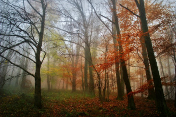 Картинка природа лес деревья утро туман осень листья