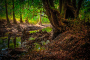 Картинка природа лес деревья вода