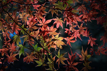 Картинка природа листья дерево осень ветки