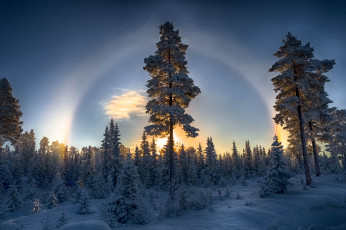 Картинка природа зима лес гало сосны снег