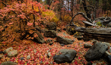 Картинка природа лес осень заросли