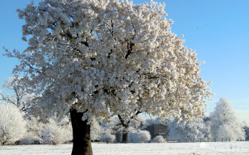 Картинка природа зима иней дерево снег
