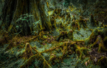 Картинка природа лес трава дерево