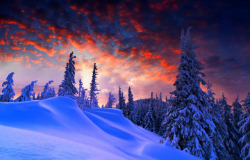 Картинка природа зима ели снег небо лес