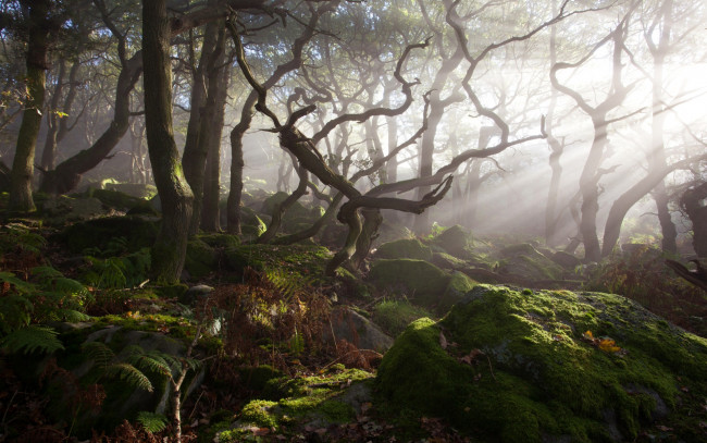 Обои картинки фото природа, лес, деревья, заросли, туман, свет, камни, мох