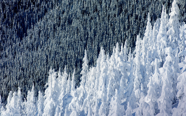 Обои картинки фото природа, зима, ель, снег, лес, склон, британская, колумбия, гора, уистлер, канада