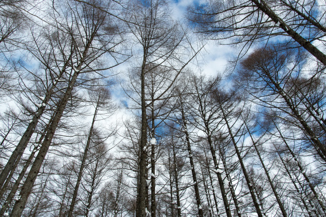 Обои картинки фото природа, деревья, зима, небо