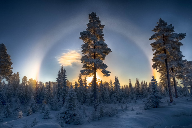 Обои картинки фото природа, зима, лес, гало, сосны, снег