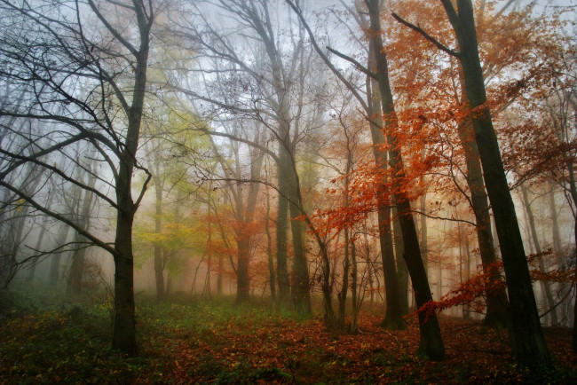 Обои картинки фото природа, лес, деревья, утро, туман, осень, листья
