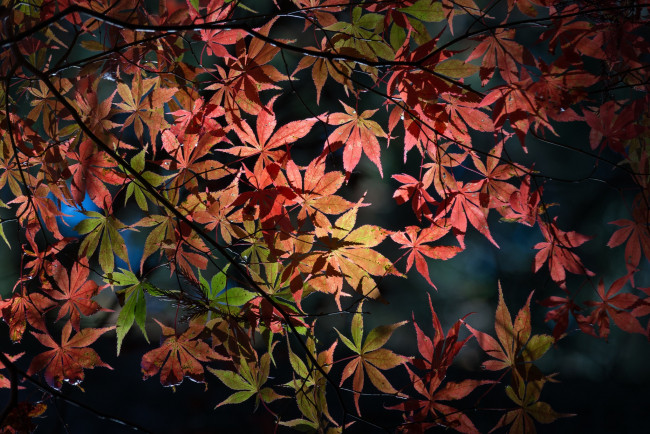 Обои картинки фото природа, листья, дерево, осень, ветки