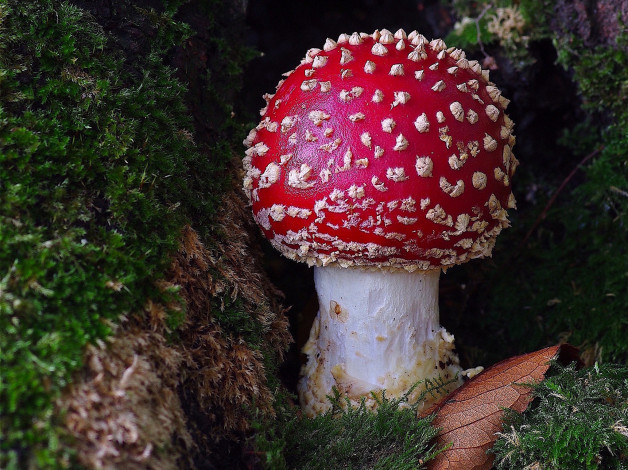 Обои картинки фото природа, грибы,  мухомор, гриб