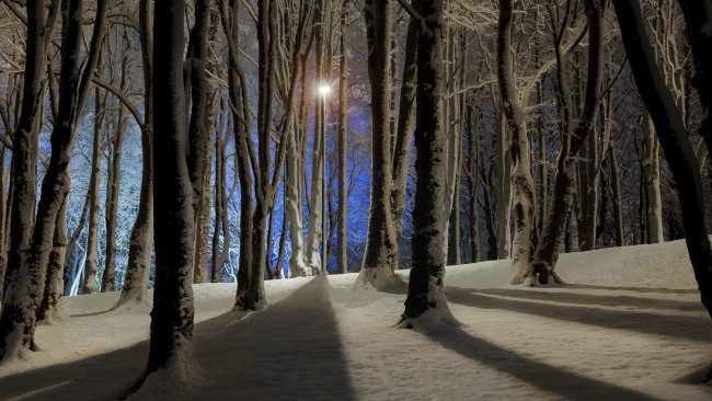 Обои картинки фото природа, парк, снег, ветки, деревья, тень, зима, свет, ночь, фонарь