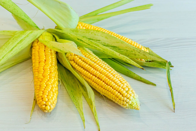Обои картинки фото еда, кукуруза, спелая, початки