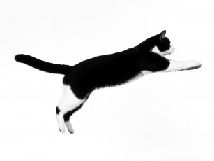 Картинка животные коты кот прыжок