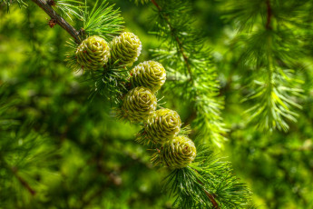 Картинка природа деревья cones pine twig