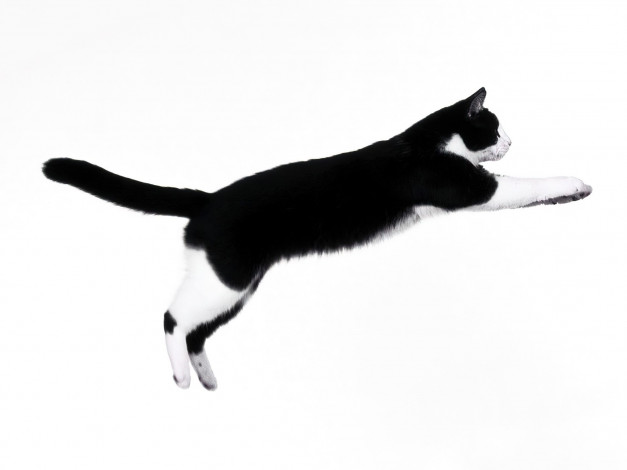 Обои картинки фото животные, коты, кот, прыжок