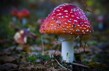 Картинка природа грибы +мухомор лес трава мухомор осень