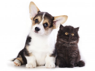 Картинка животные разные+вместе пемброк вельш-корги котенок собака щенок