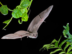 Картинка животные летучие+мыши свет полет листья природа ветка летучая мышь