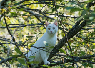 Картинка животные коты ветки лето листва белый кот