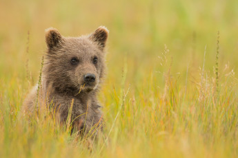 Картинка животные медведи бурый медведь мишка луг трава