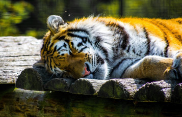 Картинка животные тигры зоопарк отдых сон морда кошка