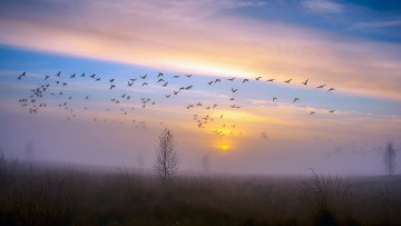 Картинка животные птицы роса туман вечер закат стая гуси утки небо вороны ноябрь дерево осень после дождя