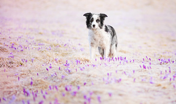 Картинка животные собаки цветы поле взгляд собака