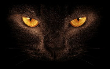 Картинка животные коты тёмный фон глаза черный кот
