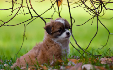 Картинка животные собаки щенок фон