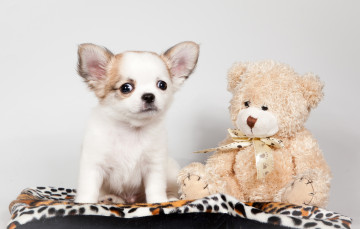Картинка животные собаки игрушка медвежонок чихуахуа щенок