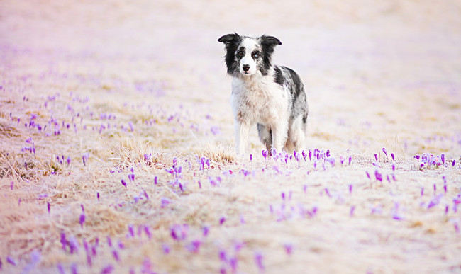 Обои картинки фото животные, собаки, цветы, поле, взгляд, собака