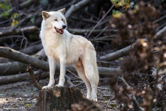 Обои картинки фото животные, волки,  койоты,  шакалы, белый, волк, хищник