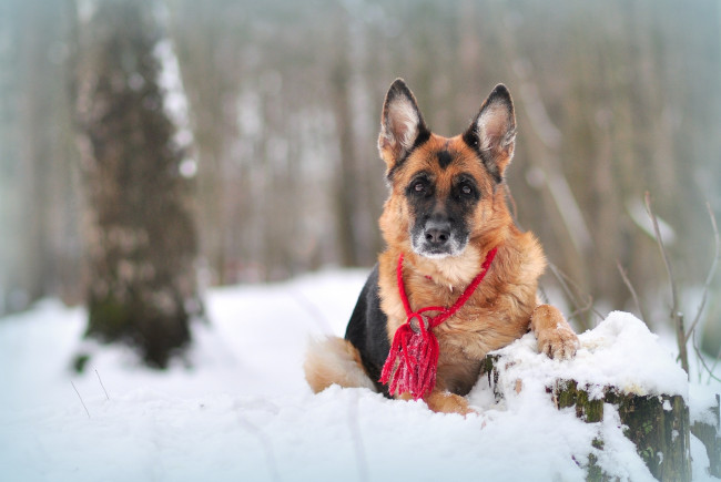 Обои картинки фото животные, собаки, животное, собака, снег, овчарка, зима, природа