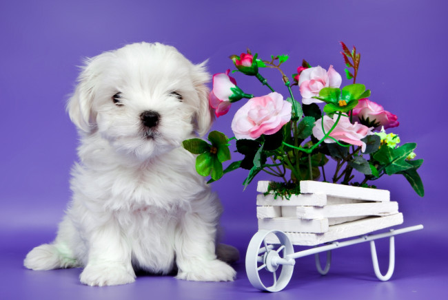 Обои картинки фото животные, собаки, цветы, милый, щенок