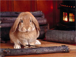 обоя животные, кролики,  зайцы, кролик, дрова, огонь, очаг