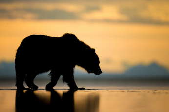 Картинка животные медведи закат аляска силуэт медведь