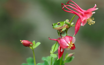 Картинка животные лягушки цветы древесница квакша лягушка макро
