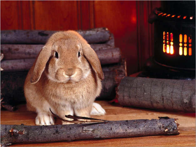 Обои картинки фото животные, кролики,  зайцы, кролик, дрова, огонь, очаг